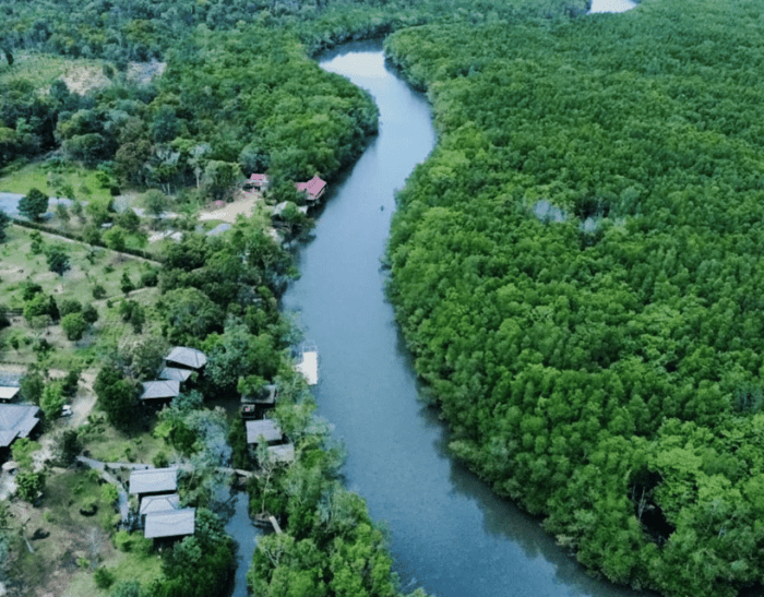 Mangrove sedari hutan karawang bintan riau ekowisata kepulauan bakau biotech