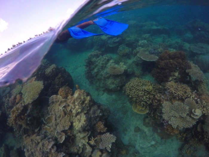 Snorkeling karimunjawa java islands central trash thinking coming behind note please take leave if just