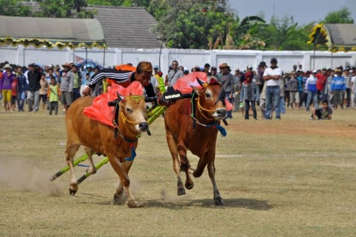 Sapi karapan madura serbi serba
