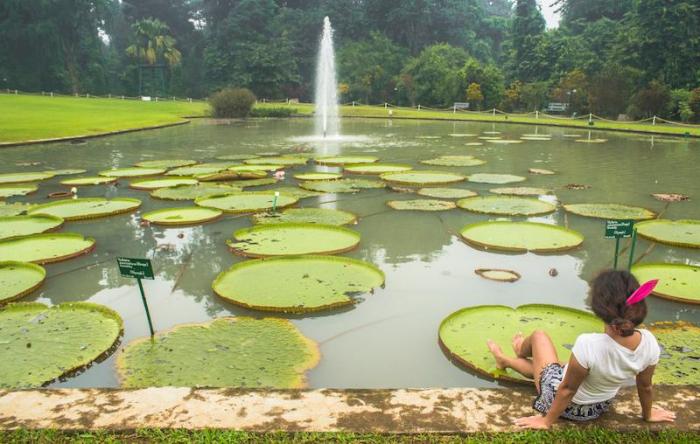 Bogor botanical gardens highest records visitor numbers five years shares