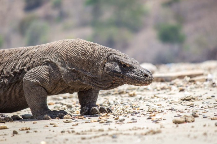 Komodo dragon park national island rinca resting indonesia wonders vestige jurassic last world
