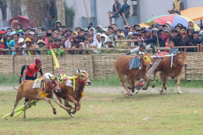 Karapan sapi madura kerbau