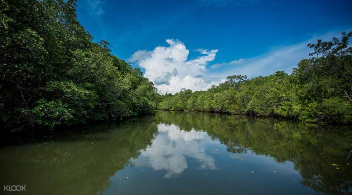Bintan mangrove manggrove pulau wisata tempatwisataunik tempat riau kepulauan