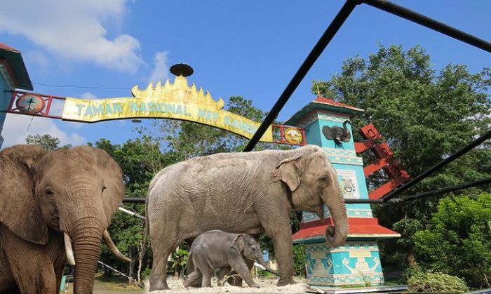 Kambas lampung tourism
