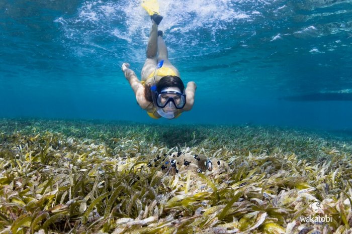 Wakatobi snorkeling reefs regency