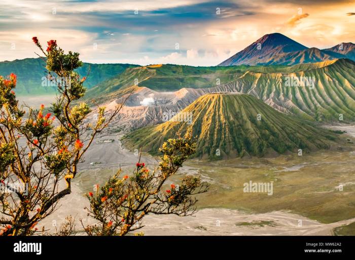 Indonesia tree east java viewpoint bromo sunrise mount beautiful preview