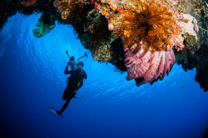 Maluku spicing snorkelling