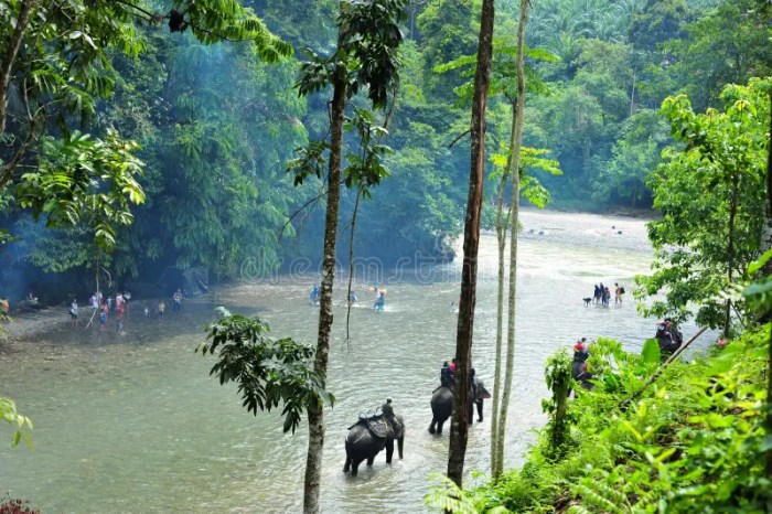 Leuser gunung ecosystem orangutan conservation sumatran sumatra habitat