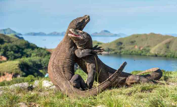 Komodo park national dragon dragons balistarisland