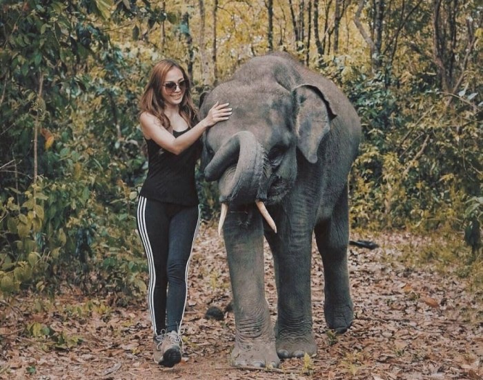 Elephant sumatran kambas way national park lampung barisan bukit indonesia ecosystem selatan sumatra leuser facts nasional taman bandar gajah amazing