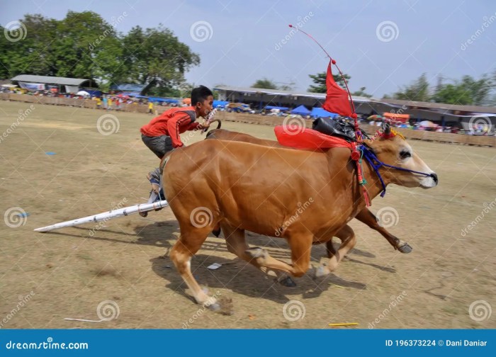 Sapi karapan festival madura panen masyarakat identitas denpasar indonesian pacu jawi
