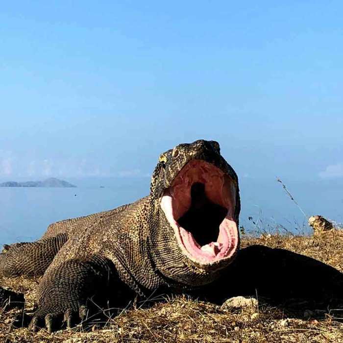 Komodo exploring setiono purwanto joko getty enter formidable smell