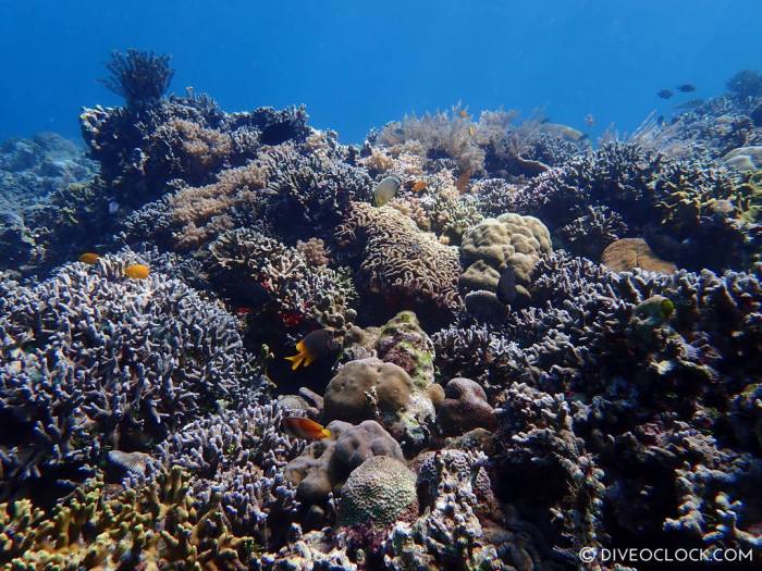 Diving bunaken island guide dive sites leave manado