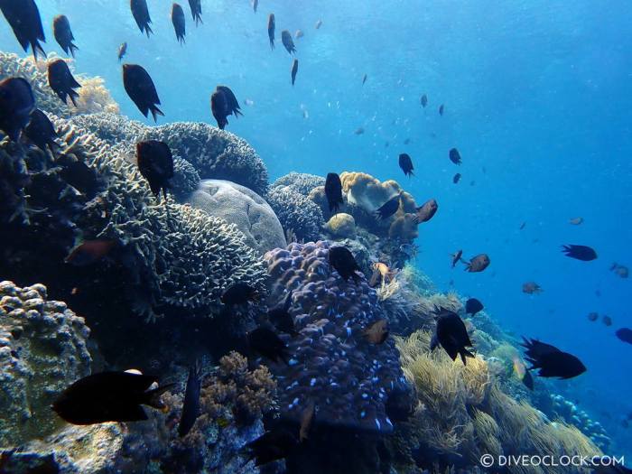 Bunaken diving scuba
