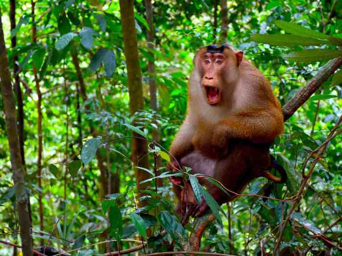 Sumatra gunung leuser national park elephant trekking ind tangkahan preview