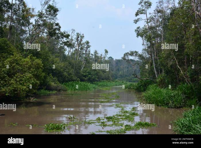 Petualangan Menyusuri Sungai Sekonyer di Taman Nasional Tanjung Puting, Kalimantan