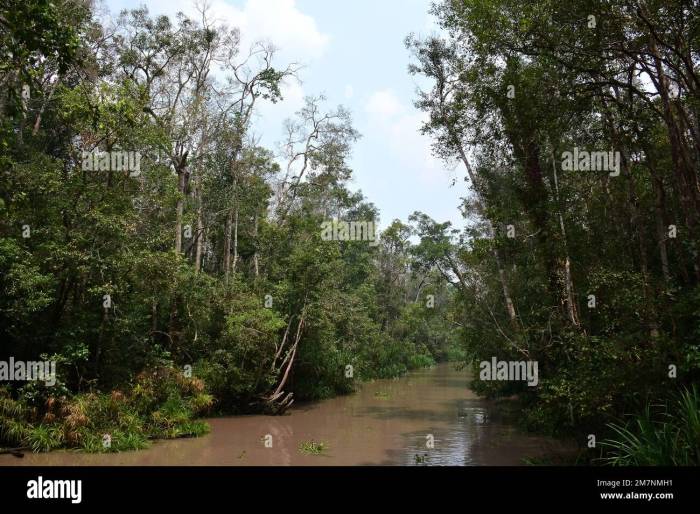 Petualangan Menyusuri Sungai Sekonyer di Taman Nasional Tanjung Puting, Kalimantan
