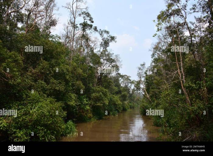 Petualangan Menyusuri Sungai Sekonyer di Taman Nasional Tanjung Puting, Kalimantan
