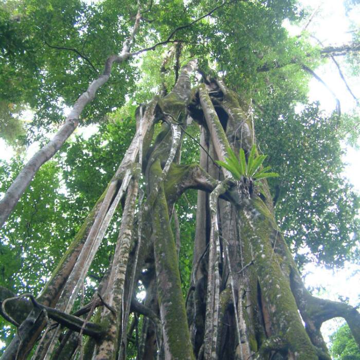 Ujung kulon national park beach pulau