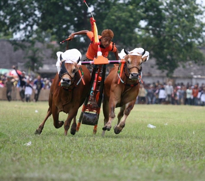 Sapi karapan madura suku pamekasan kebudayaan tradisi latihan joki khas masyarakat mengenal antara cilik berlatih kala tersebut unsur unik wisatawan