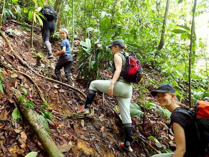 Jungle gunung leuser national park tourist bukit lawang trek alamy