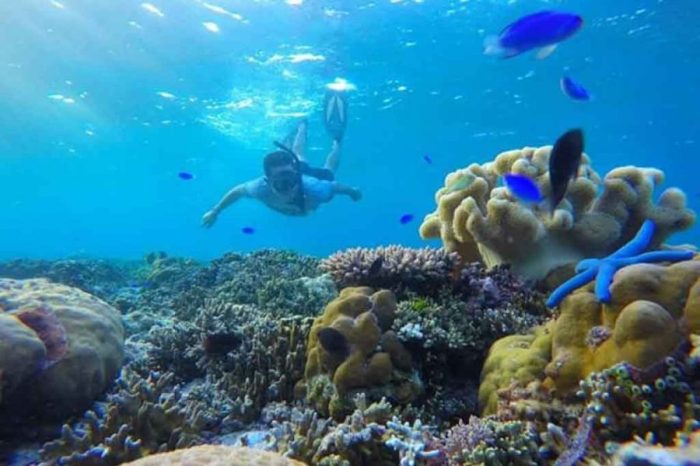 Snorkeling wakatobi dive resort add