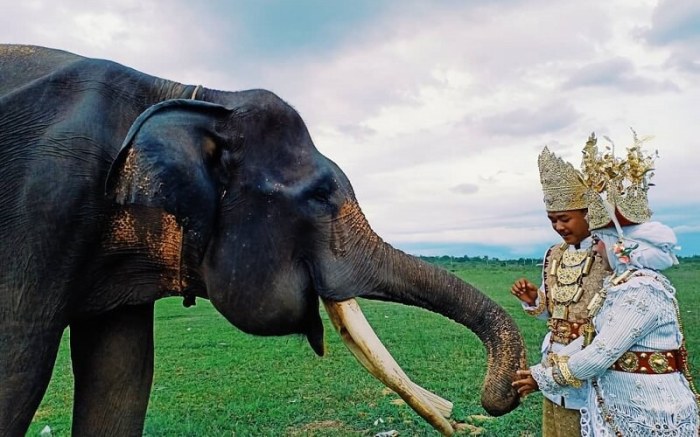 Kambas gajah nasional taman lampung elephant wisata liburan eksotis lokasi sumatra maximus elephas sumatranus ini kebanggan lihat bola destinasi andalan